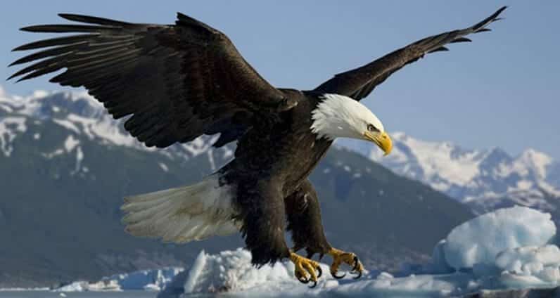In the study, the researchers used a 'tracking device' to monitor the movements of 13 eagles. The device that sends text messages to his mobile phone. News BBC Bangla. He started monitoring the movements of birds from Russia and Kazakhstan. The problem, however, is that one of these migratory eagles, the female eagle, did not stop flying just to the borders of Russia and Kazakhstan. He has traveled as far as Afghanistan and Iran. And that scientist is in danger.