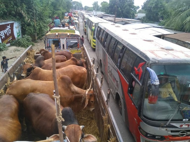 দৌলতদিয়া ঘাটে ভৌগান্তিতে যাত্রী ও গরু ব্যবসায়ীরা