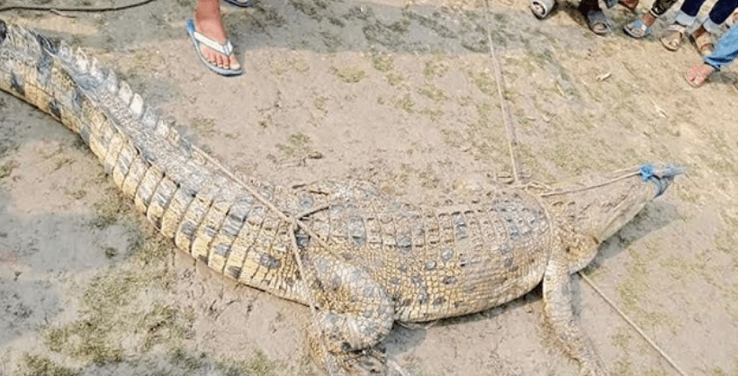 স্থানীয়রা বলেন, সোমবার বিকেল থেকে স্থানীয় এক ব্যক্তি তার ছয়টি হাঁস খুঁজে পাচ্ছিলেন না। পরে পুকুরে হাঁসের পালক ভাসতে দেখে সন্দেহ হলে জাল টানা হয়। এ সময় জালে একটি কুমির আটকা পড়ে। এই পুকুরের সঙ্গে ভ্যাকটমারি খালের শাখা কৌচুর খালের সরাসরি সংযোগ রয়েছে। এসব খালে সরাসরি পশুর নদীর পানি প্রবেশ করে। ধারণা করা হচ্ছে, পশুর নদী থেকে জোয়ারের সময় কুমিরটি এই খালে প্রবেশ করেছে। পরবর্তীতে কুমিরটি পুকুরে আশ্রয় নিয়েছে।