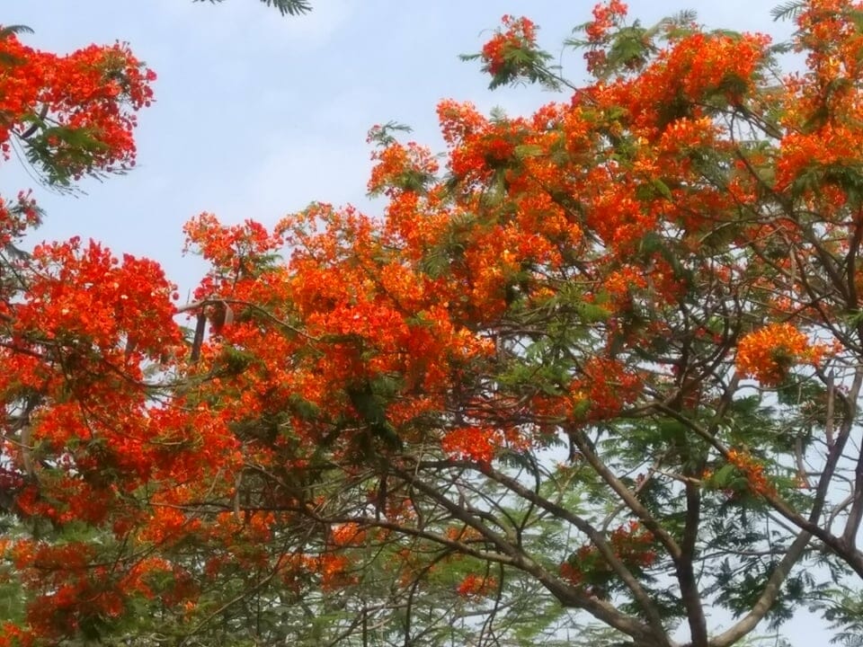 শুকুবার দুপুরে গোয়ালন্দ উপজেলার বিভিন্ন অঞ্চল ঘুরে দেখা যায়, দৌলতদিয়া ফেরি ঘাটের বাইপাস সড়ক হতে বাংলাদেশ হ্যাচারীজ পর্যন্ত প্রায় তিন কিলোটার জুড়ে মহাসড়কের দুপাশে সবুজের বুকচিরে রক্তিম লাল আভা উঁকি দিয়ে জানান দিচ্ছে তার নয়নাভিরাম। গোয়ালন্দ রেলস্টেশনের দু পাশে কৃষ্ণচূড়া ফুলে ফুলে সেজেছে বাহারি সাজ। তেমনই গ্রীষ্মকালের বাহার কৃষ্ণচূড়া ফুল। রাস্তার মোড়ে মোড়ে কৃষ্ণচূড়ার মনকাড়া গাছ। সবুজ সবুজ চিকন পাতা। ফাঁকে ফাঁকে লাল লাল কৃষ্ণচূড়া ফুল। দেখলেই যেন চোখ জুড়িয়ে যায়। মন নেচে ওঠে আনন্দে। কৃষ্ণচূড়া একটি বৃক্ষ জাতীয় উদ্ভিদ। যার বৈজ্ঞানিক নাম ডেলোনিক্স রেজিয়া। এ গাছ চমৎকার পত্রপল্লব এবং আগুনলাল কৃষ্ণচূড়া ফুলের জন্য বিখ্যাত। এটি ফ্যাবেসি পরিবারের অন্তর্গত একটি গাছ, যা ‘গুলমোহর’ নামেও পরিচিত।