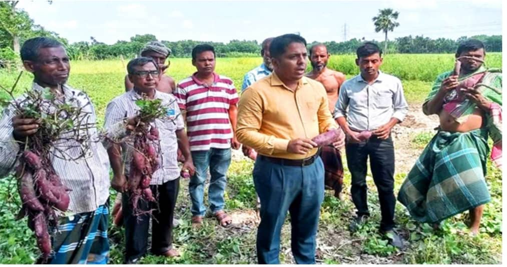 উপজেলার বাবুপাড়া ইউনিয়নের মিষ্টি আলু চাষি জানান, আমরা যৌথভাবে প্রথম বারের মত জাপানি মিষ্টি আলু আবাদ করেছি। চলতি মৌসুমে কৃষি বিভাগের সহায়তায় তারা যৌথভাবে ৪০ শতক জমিতে জাপানি জাতের মিষ্টি আলু চাষ করেছেন। দেশি আলুর চেয়ে ফলন পেয়েছে প্রায় দ্বিগুণ। আকর্ষণীয় রঙ হওয়ার কারণে এ জাতের আলুর চাহিদাও বেশি। আগামী মৌসুমে সে ১ একর জমিতে এ জাতের আলুচাষ করবেন বলে আশা করেছেন। ওই এলাকার আরেক কৃষক জানান, এবার ২০ শতক জমিতে জাপানি জাতের মিষ্টি আলুচাষ করেছেন। উচ্চ ফলনশীল এ জাতের আলুচাষ করে তিনি সন্তুষ্টি প্রকাশ করেছেন। তিনি আরো জানান, আমার দেখাদেখি অন্যান্য কৃষকরাও আগামী মৌসুমে এ জাতের আলুচাষ করার আগ্রহ দেখিয়েছেন।