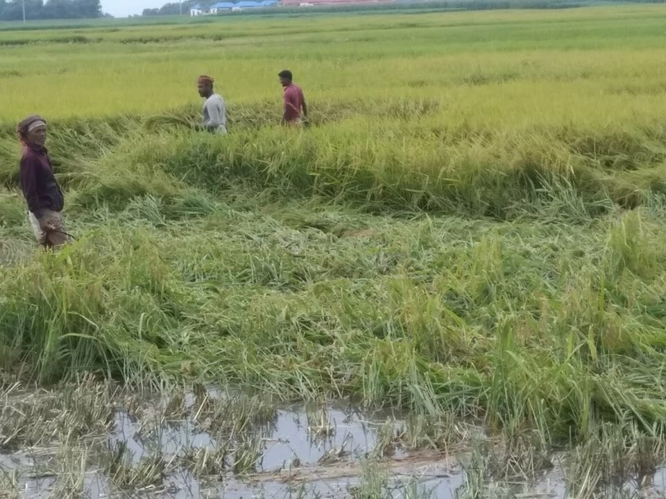 সরেজমিন ঘুরে দেখা যায়, ঘূর্ণিঝড় অশনির আতংকে শ্রমিক সংকটের কারনে ধান কাটা নিয়ে বিপাকে পড়েছে দৌলতদিয়া ইউনিয়নের কৃষকেরা। নিচু ধানের জমি গুলোতে বৃষ্টির পানি জমে ধান পচন ধরায় আধা পাকা ধান কেটে বাড়ীতে আনছে এ অঞ্চলের কৃষকেরা। বাতাসে ধান ক্ষেত গুলোকে লণ্ডভণ্ড করে ফেলছে তার পর আবার ঘন বৃষ্টিতে ধান ক্ষেতে পানি জমে থাকায় আধা পাকা ধান ক্ষেতে পচন ধরায় কৃষক তড়িঘড়ি করে ধান কেটে বাড়ীতে আছে।