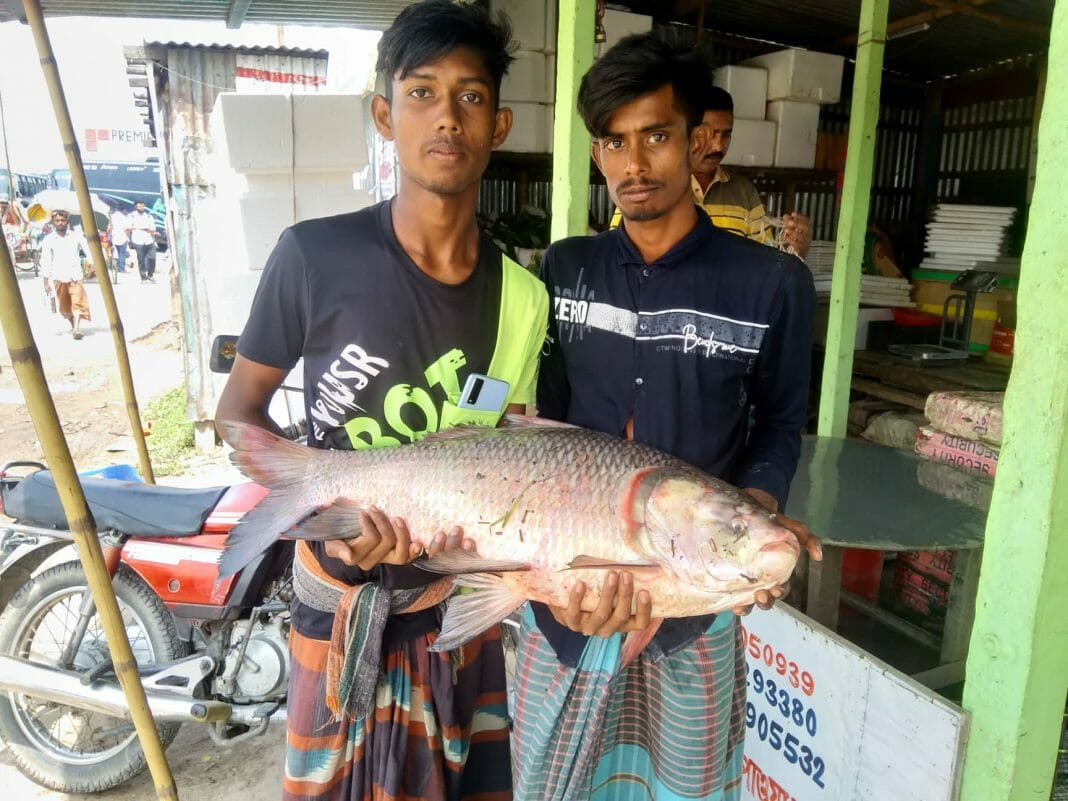 পাবনার জেলে সুদাময় বলেন, আমরা ভোর রাতে কালবৈশাখী ঝড়ের কারনে নদীতে জাল ফেলতে পারি নাই। ঝড় চলে যাবর পর সকাল ৮ টার দিকে পদ্মা ও যমুনা নদীর মোহনায় ফেসন জাল ফেলে তার কিছুক্ষন পরে জাল টেনে উঠালে জালে ধরা পড়ে বিশাল আকৃতির একটি কাতলা মাছ। মাছটি নৌকায় করে ৬ নং ফেরি ঘাটের মাথায় আমতলায় নিয়ে আসি। আসার পর উন্মমুক্ত ডাকের মাধ্যমে স্থানীয় মৎস্য ব্যবসায়ী নুরু শেখ মাছটি ১২ শ টাকা কেজি দরে মোট ১২ হাজার টাকা দিয়ে মাছটি কিনে নেয়।এসময় মাছটি এক নজর দেখার জন্য উৎসুক জনতারা ভির জমায়। পরে মাছটি ১৩ শ টাকা কেজি দরে মোট ১৩ হাজার টাকয় ঢাকার এক ব্যাবসায়ীর নিকট বিক্রি করে দেন।