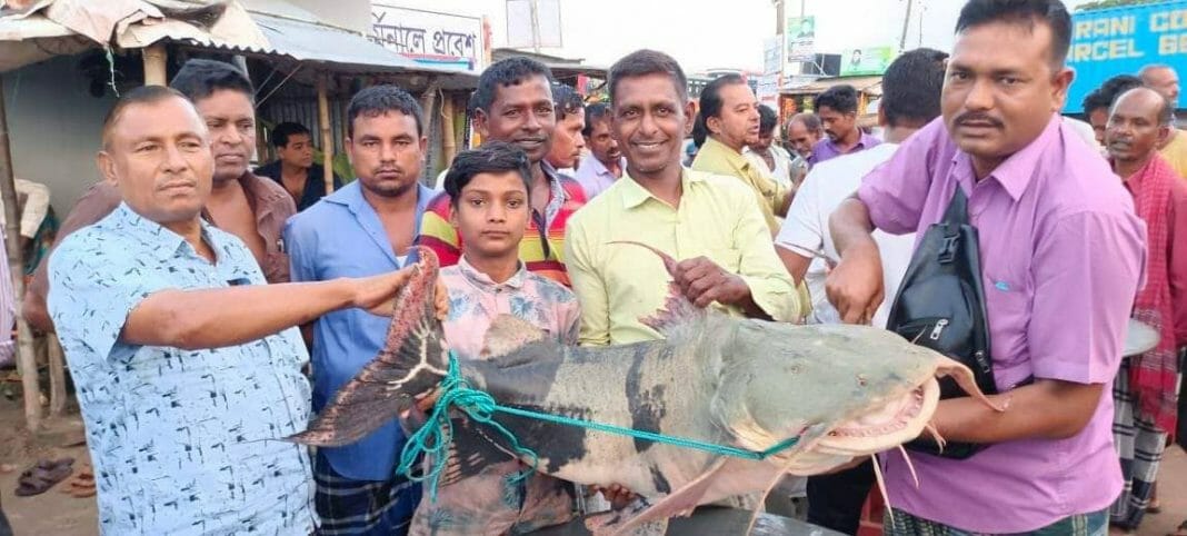 মৎস্য ব্যাবসায়ী শাজাহান মাছটি বিক্রির জন্য মোবাইল ফোনের মাধ্যমে দেশের বিভিন্ন স্থানে যোগাযোগ করছেন। উপজেলা সহকারি মৎস্য কর্মকতা মো. রেজাউল শরীফ বলেন,পদ্মা নদীতে পানি বৃদ্ধি পাওয়ায় এধরনের বড় মাছ জেলেদের জালে ধরা পড়ে। বিশাল আকৃতির বাঘাইড় মাছটি সিরাজগঞ্জের জেলে রওসনের জালে ধরা পড়েছে। পদ্মার এধরনের বড় মাছ খেতে খুবী সুস্বাদু ।