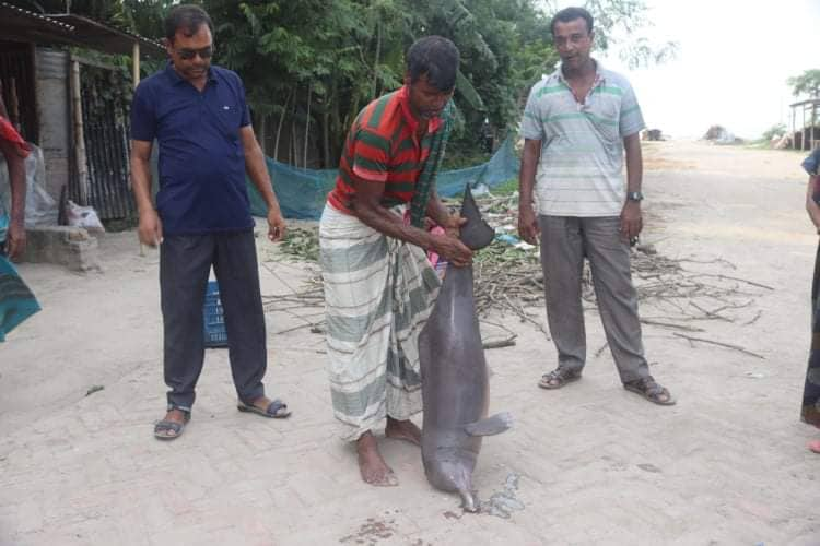 তখন ১ নং ফেরি ঘাটের মাথায় শুশুকটি নিয়ে আসলে স্থানীয় কেউ কিনতে চায় না। পরে মৎস্য ব্যবসায়ী দেলোয়ার ৫০০ শত টাকা দিয়ে জেলেদের কাছ থেকে কিনে নেয়। সে সময় শুশুকটিকে এক নজর দেখতে উৎসুক জনতারা ভির জমায়। তার কিছুক্ষন পরে শুশুকটি ৫০০ টাকায় বিক্রি করেন নদীতে বাঁচা মাছ ধরা জেলেদের কাছে।তারা শুশুকটি দিয়ে তেল তৈরী করবেন মাছ ধরার জন্য।