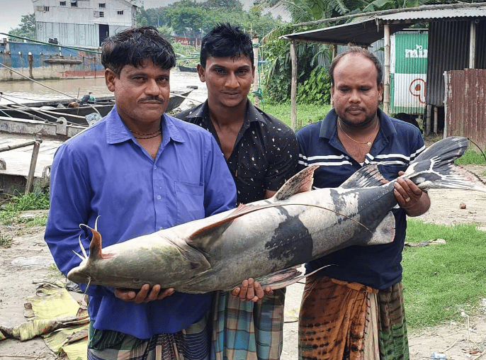 মৎস্য ব্যবসায়ী চান্দু মোল্লা বলেন, মাছটির ওজন ২৫ কেজি। মাছটি ১৩ শত টাকা কেজি দরে মোট ৩২ হাজার ৫ শত টাকা দিয়ে কিনে নিয়ে ৫ নং ফেরি ঘাটের পন্টুনের সাথে রশি দিয়ে নদীতে বেধে রেখেছি মাছটি তাজা রাখার জন্য। দেশের বিভিন্ন স্থানে মুঠো ফোনে যোগাযোগ করা হচ্ছে মাছটি বিক্রির জন্য।