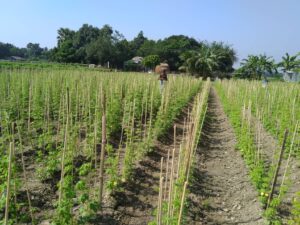 কৃষক মোতালেফ বলেন, হাইব্রিড করলা মাত্র ৩০ থেকে ৪০ দিনের মধ্যে ফলন দিয়ে থাকে। সে জন্য আমরা নদীর পাড়ের জমি গুলোতে বেশি হাইব্রিড জাতের করলা চাষ করে থাকি। এই জাতের করলা চাষে অনেক খচর কম কিন্তু লাভ বেশি। বাজারে হাইব্রিড করলার চাহিদা অনেক বেশি থাকায় আমারা পদ্মা পাড়ের কৃষকেরা চর অঞ্চলের জমিতে গুলোতে হাইব্রিড করলা বেশি চাষ করে থাকি।