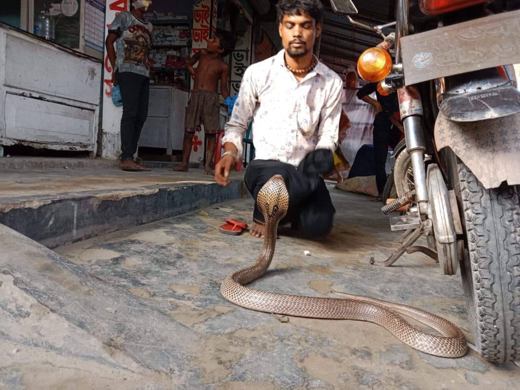 হোটেল বাবুরচি সহর আলী বলেন, এই সাপের ব্যবসার হলো ওদের জাত ব্যবসায় এরা ছোট বেলা থেকে সব ধরনের সাপ নিয়ে খেলা করে থাকে। তার পর ও কিছু মানুষ সাপ দেখে ভয়েই টাকা দেয়।আবার এক ধরনের মানুষ আছে তারা সাপুরাদের কাজ থেকে তাবিজ নিয়ে থাকে। তাতে সাপুরিয়ারা ভাল আয় হয়ে থাকে। অনেক সাপুরিয়ারা আছে তারা অনেক ধনী তারপরও তারা সাপ নিয়ে খেলা দেখায়। কারন এটা হলো বেদেদের জাত ব্যবসা এটা করবেই।