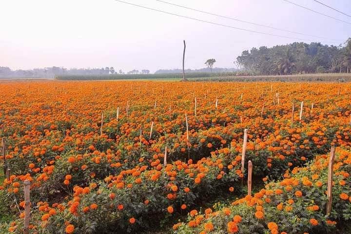 রাত পোহালেই পহেলা ফাল্গুন ও বিশ্ব ভালোবাসা দিবস।আর কয়েক দিন পর ২১ ফেব্রুয়ারী আর্ন্তজাতিক মাতৃভাষা দিবস। দিবসগুলো ঘিরে বাজার ধরতে ব্যস্ত সময় পার করছে ঝিনাইদহের ফুল চাষীরা।