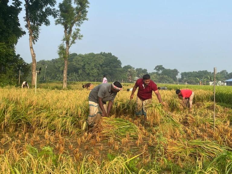 গোয়ালন্দে বঙ্গবন্ধু১০০ ধানের বাম্পার ফলন,কৃষকের চোখে মুখে সোনালী স্বপ্ন