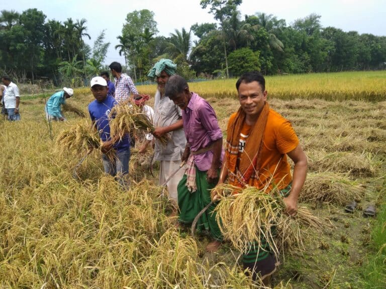 রাজবাড়ীর গোয়ালন্দ উপজেলার ছোট ভাকলা ইউনিয়ন ৬ নং ওয়ার্ড অম্বলপুর সরদারের মোড় এলাকায় দরিদ্র কৃষক ইব্রাহিমের এক একর পাকা বোরো ধান কেটে দিলো উপজেলা কৃষক লীগ।