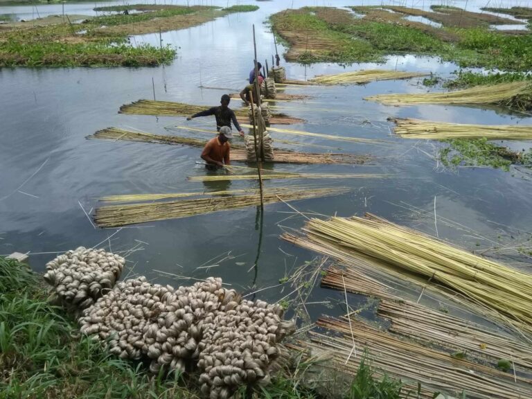 রাজবাড়ীর গোয়ালন্দে সোনালী আঁশ পাট চাষে কৃষকের সুদিন ফিরছে। পাটের দাম ভালো পাওয়ায় পাট চাষে আগ্রহী কৃষকেরা।