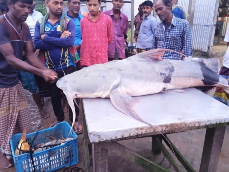 পদ্মায় আবারোও জেলের জালে ধরা পড়লো বিশাল একটি বাঘাইড় মাছ। মাছটির ওজন ৪৪ কেজি। মাছটি বিক্রি হয়েছে ৫৭ হাজার ২ শত টাকায়।