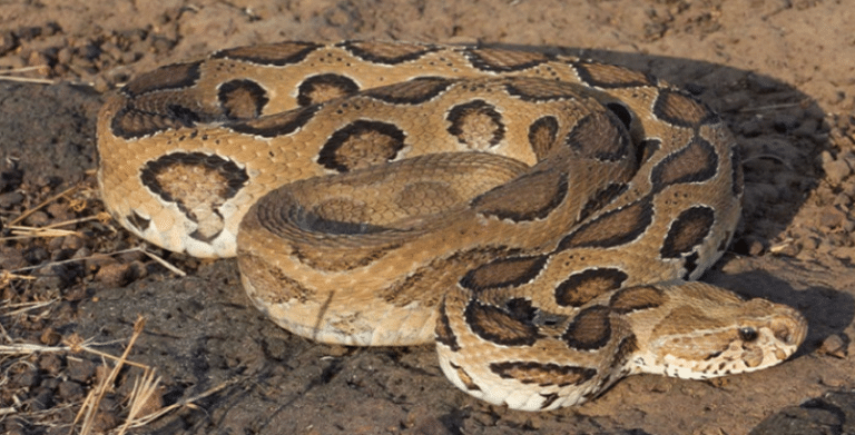 "Russell's Viper" is increasing day by day. This time, the residents of Faridpur are spending their days in fear due