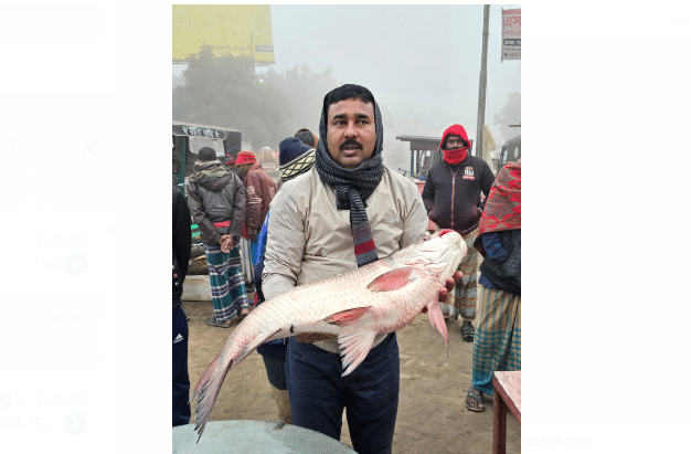 রাজবাড়ীর গোয়ালন্দ উপজেলার দৌলতদিয়ায় পদ্মা নদীতে ধরা পড়েছে ১৩ কেজি ৫০০ গ্রাম ওজনের একটি কাতল মাছ। মাছটি নিলামে বিক্রি হওয়ার পর অনলাইনে ২২ হাজার ৯৫০ টাকায় বিক্রি হয়েছে।