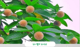 রাজবাড়ী জেলার গ্রামাঞ্চলে এখন গাছের ডালে ডালে ফুটা কদম ফুলের মিষ্টি গন্ধে যেন বলে দিচ্ছে—