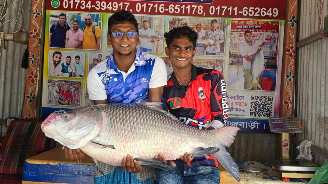 রাজবাড়ীর গোয়ালন্দ উপজেলার দৌলতদিয়া পদ্মা নদীতে জেলের জালে ২১ কেজি ৬০০ গ্রাম ওজনের একটি বড় কতল মাছ ধরা পড়েছে। মাছটি উন্মুক্ত নিলামে ৩৮ হাজার ৮৮০ টাকায় বিক্রি হয়েছে।