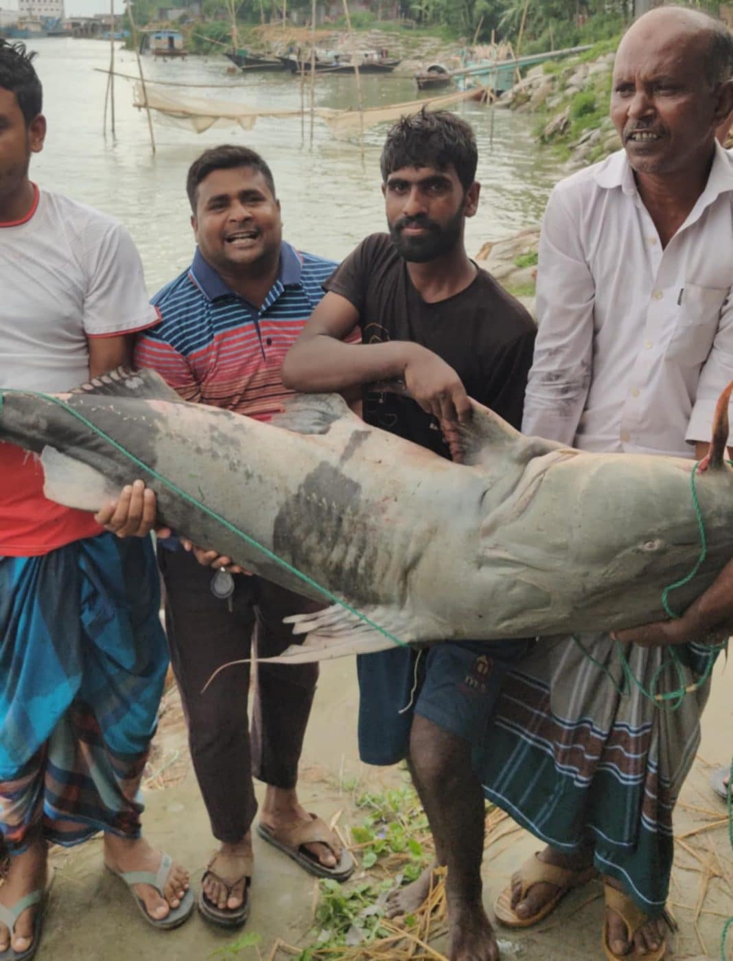 রাজবাড়ীর পদ্মায় জে‌লের জা‌লে ধরা পড়া এক মহা‌বিপন্ন বাঘাআইড় বি‌ক্রি হ‌য়ে‌ছে সা‌ড়ে ৭৭ হাজার টাকায়। মাছ‌টির ওজন ছি‌লো ৫০ কে‌জি।